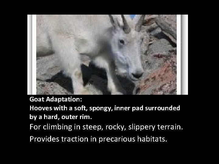 Goat Adaptation: Hooves with a soft, spongy, inner pad surrounded by a hard, outer