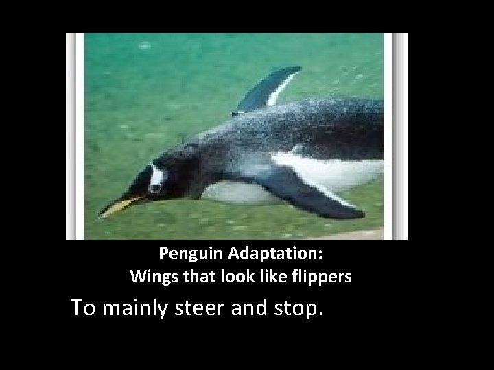 Penguin Adaptation: Wings that look like flippers To mainly steer and stop. 