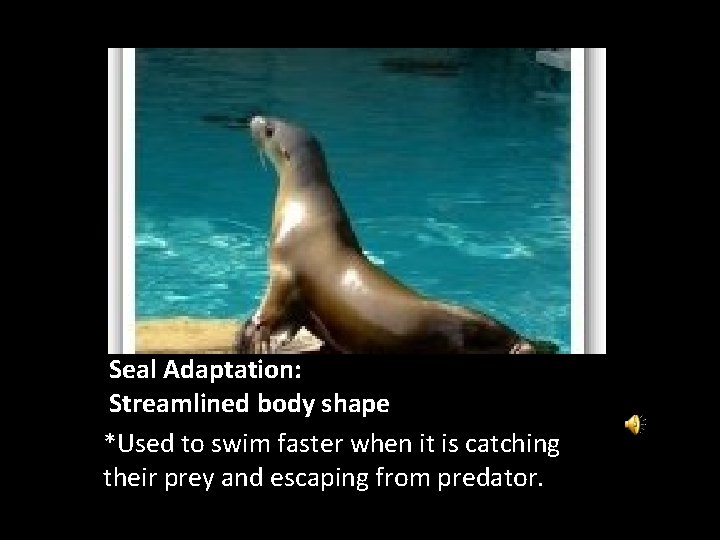 Seal Adaptation: Streamlined body shape *Used to swim faster when it is catching their