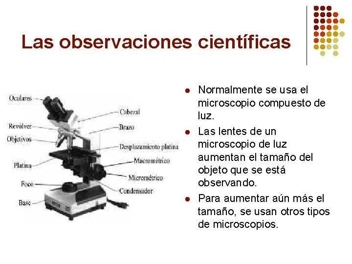 Las observaciones científicas l l l Normalmente se usa el microscopio compuesto de luz.