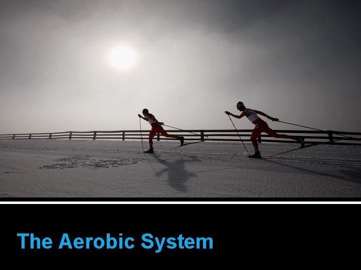The Aerobic System 