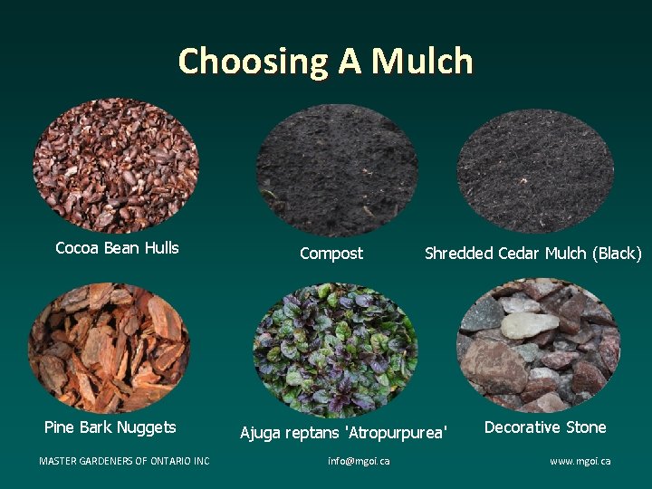 Choosing A Mulch Cocoa Bean Hulls Pine Bark Nuggets MASTER GARDENERS OF ONTARIO INC