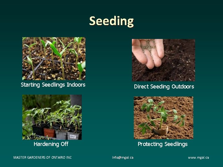 Seeding Starting Seedlings Indoors Direct Seeding Outdoors Hardening Off MASTER GARDENERS OF ONTARIO INC