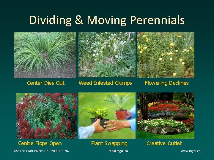 Dividing & Moving Perennials Center Dies Out Centre Flops Open MASTER GARDENERS OF ONTARIO