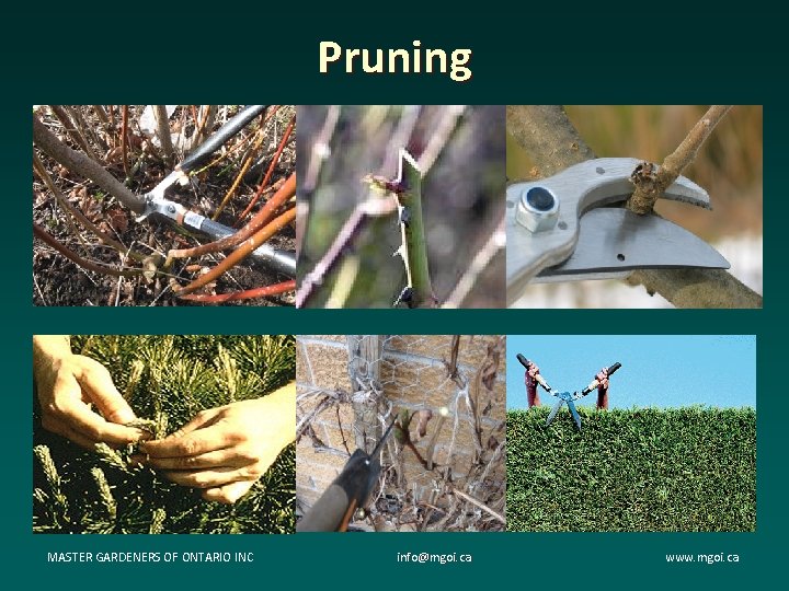 Pruning MASTER GARDENERS OF ONTARIO INC info@mgoi. ca www. mgoi. ca 