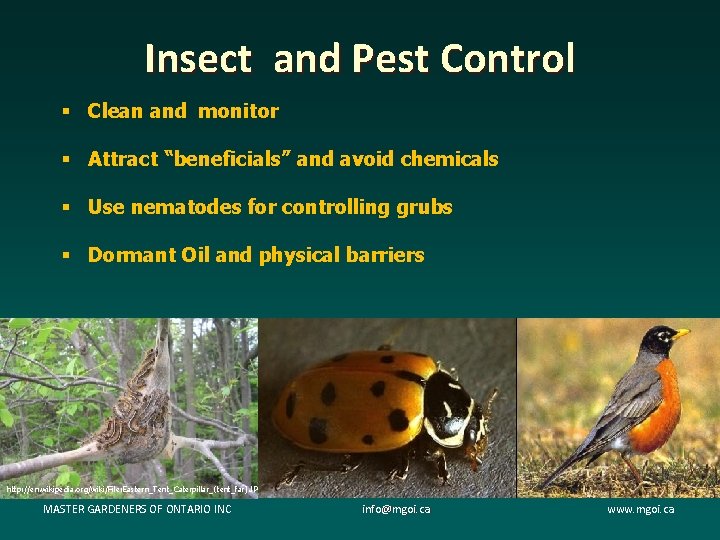 Insect and Pest Control § Clean and monitor § Attract “beneficials” and avoid chemicals