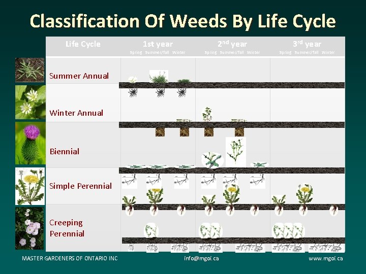 Classification Of Weeds By Life Cycle 1 st year Spring Summer/fall Winter 2 nd