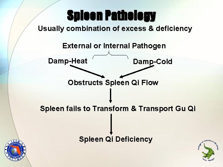 Spleen Pathology Usually combination of excess & deficiency External or Internal Pathogen Damp-Heat Damp-Cold