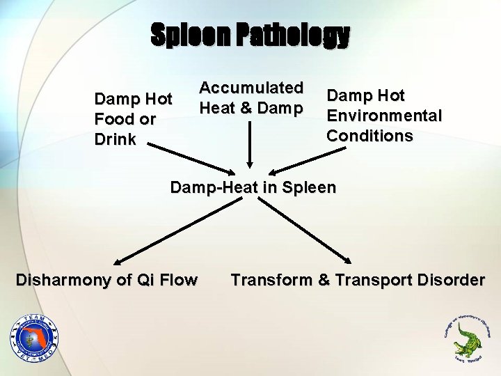 Spleen Pathology Damp Hot Food or Drink Accumulated Heat & Damp Hot Environmental Conditions