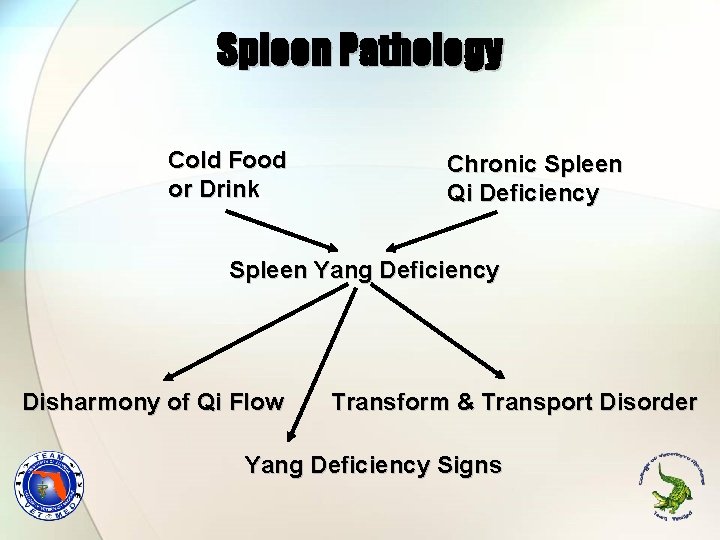 Spleen Pathology Cold Food or Drink Chronic Spleen Qi Deficiency Spleen Yang Deficiency Disharmony