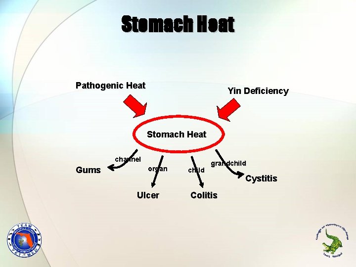 Stomach Heat Pathogenic Heat Yin Deficiency Stomach Heat channel Gums organ Ulcer child grandchild