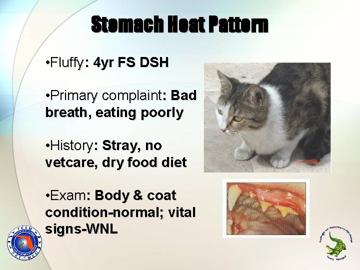 Stomach Heat Pattern • Fluffy: 4 yr FS DSH • Primary complaint: Bad breath,