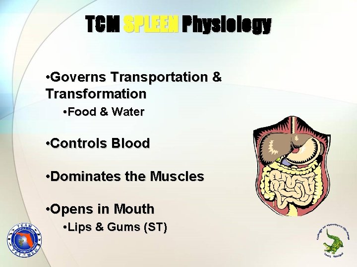 TCM SPLEEN Physiology • Governs Transportation & Transformation • Food & Water • Controls