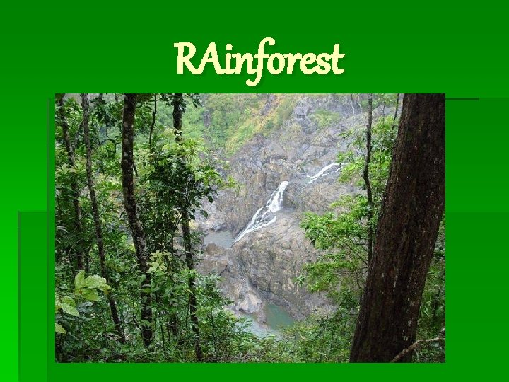RAinforest RAinforest