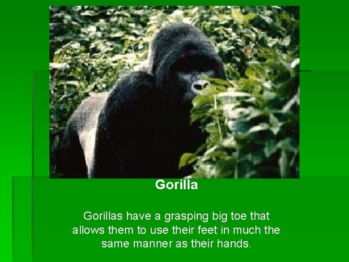 Gorillas have a grasping big toe that allows them to use their feet in Gorillas have a grasping big toe that allows them to use their feet in