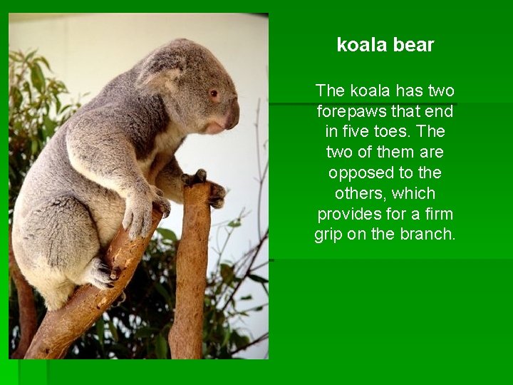 koala bear The koala has two forepaws that end in five toes. The two koala bear The koala has two forepaws that end in five toes. The two