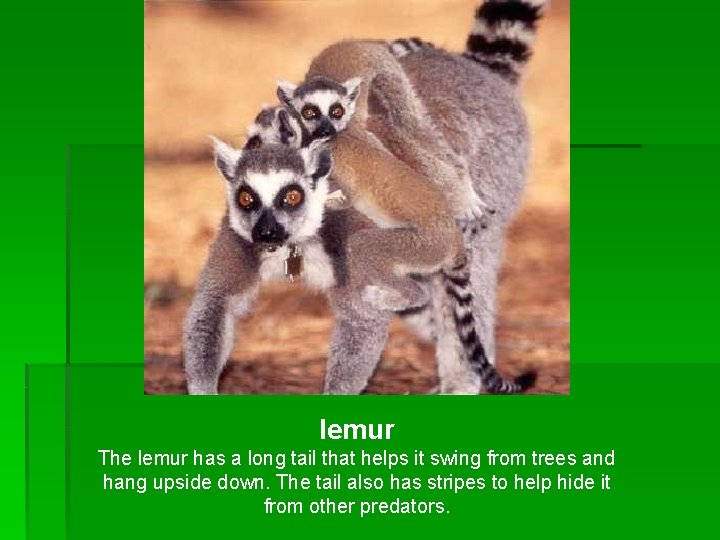 lemur The lemur has a long tail that helps it swing from trees and lemur The lemur has a long tail that helps it swing from trees and