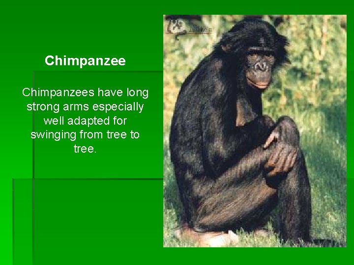 Chimpanzees have long strong arms especially well adapted for swinging from tree to tree. Chimpanzees have long strong arms especially well adapted for swinging from tree to tree.
