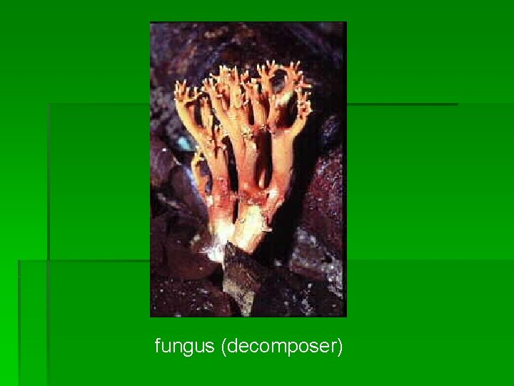 fungus (decomposer) fungus (decomposer)
