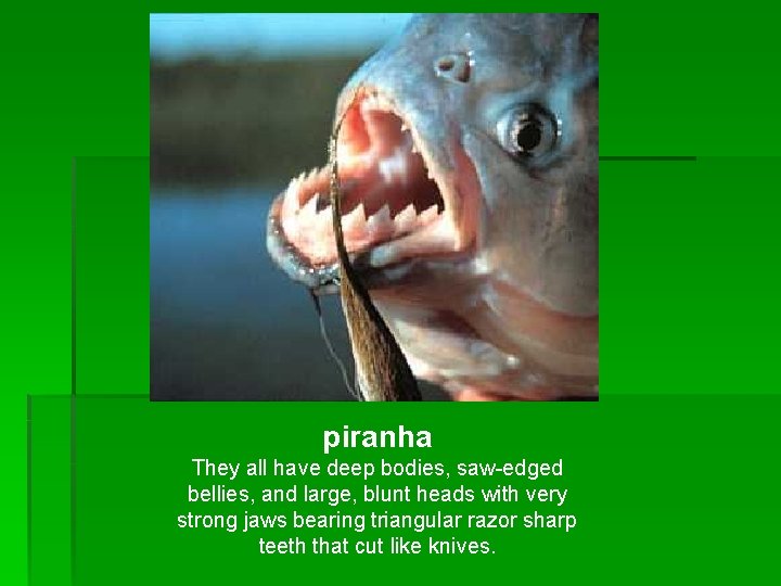 piranha They all have deep bodies, saw-edged bellies, and large, blunt heads with very piranha They all have deep bodies, saw-edged bellies, and large, blunt heads with very