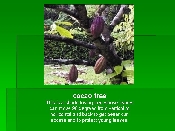 cacao tree This is a shade-loving tree whose leaves can move 90 degrees from cacao tree This is a shade-loving tree whose leaves can move 90 degrees from