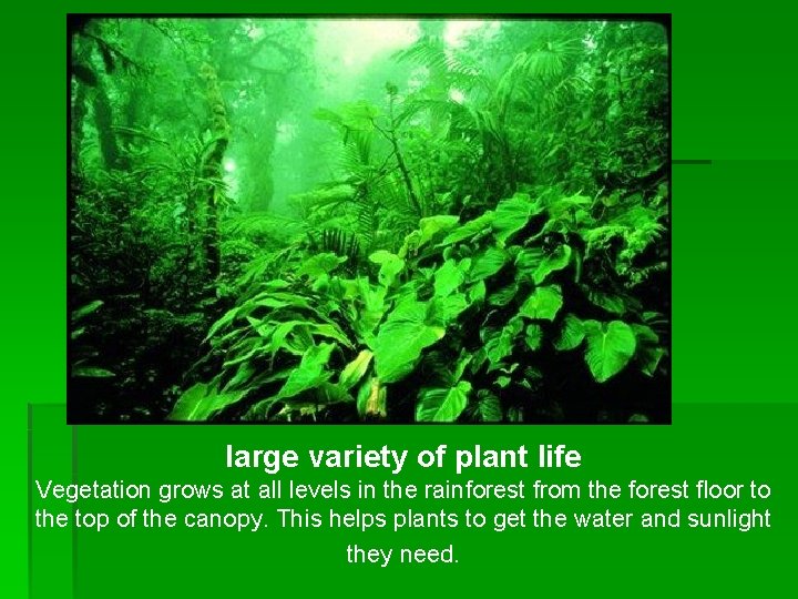 large variety of plant life Vegetation grows at all levels in the rainforest from large variety of plant life Vegetation grows at all levels in the rainforest from