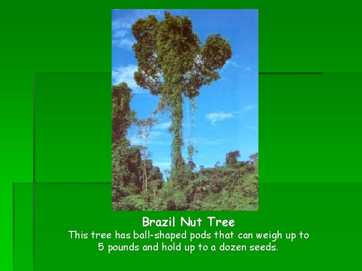 Brazil Nut Tree This tree has ball-shaped pods that can weigh up to 5 Brazil Nut Tree This tree has ball-shaped pods that can weigh up to 5