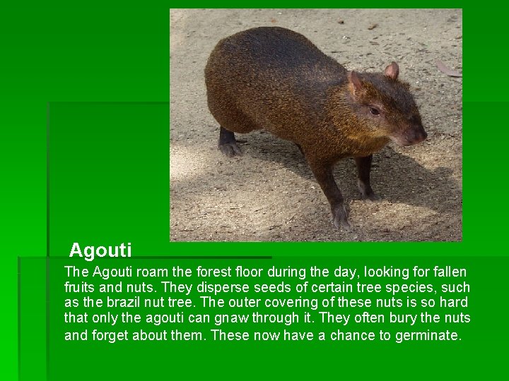 Agouti The Agouti roam the forest floor during the day, looking for fallen Agouti The Agouti roam the forest floor during the day, looking for fallen