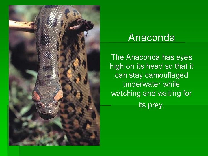 Anaconda The Anaconda has eyes high on its head so that it can stay Anaconda The Anaconda has eyes high on its head so that it can stay