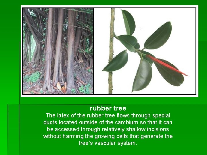 rubber tree The latex of the rubber tree flows through special ducts located outside rubber tree The latex of the rubber tree flows through special ducts located outside