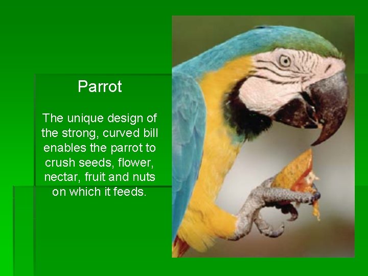 Parrot The unique design of the strong, curved bill enables the parrot to crush Parrot The unique design of the strong, curved bill enables the parrot to crush