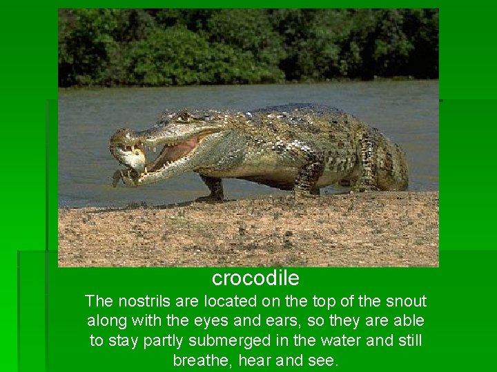 crocodile The nostrils are located on the top of the snout along with the crocodile The nostrils are located on the top of the snout along with the