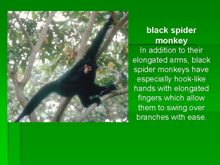 black spider monkey In addition to their elongated arms, black spider monkeys have especially black spider monkey In addition to their elongated arms, black spider monkeys have especially