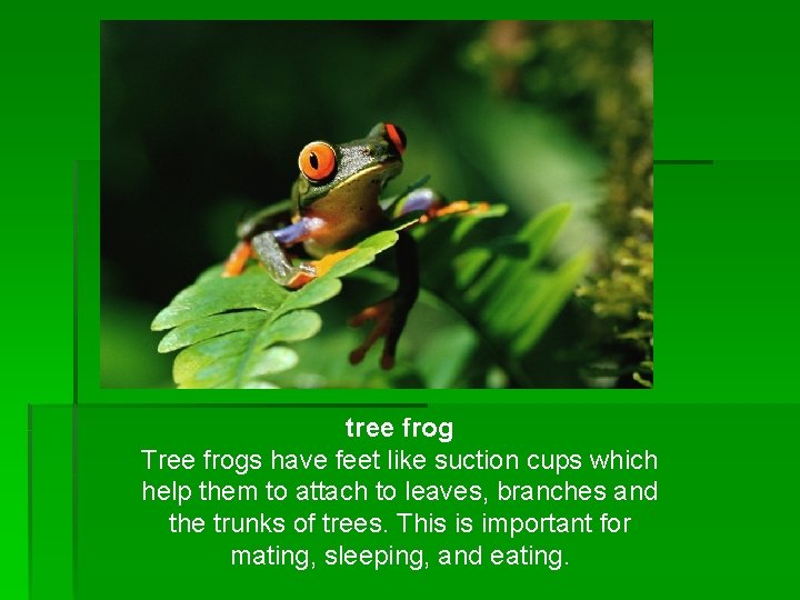 tree frog Tree frogs have feet like suction cups which help them to attach tree frog Tree frogs have feet like suction cups which help them to attach