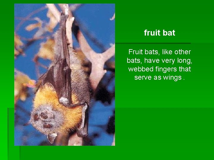fruit bat Fruit bats, like other bats, have very long, webbed fingers that serve fruit bat Fruit bats, like other bats, have very long, webbed fingers that serve