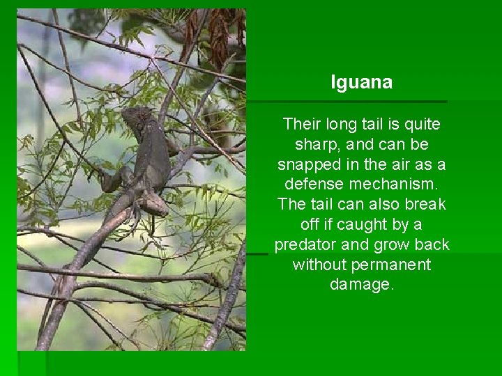 Iguana Their long tail is quite sharp, and can be snapped in the air Iguana Their long tail is quite sharp, and can be snapped in the air