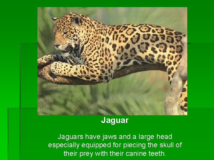 Jaguars have jaws and a large head especially equipped for piecing the skull of Jaguars have jaws and a large head especially equipped for piecing the skull of