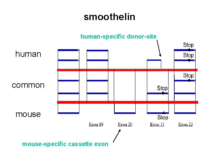 smoothelin human-specific donor-site human common mouse-specific cassette exon 