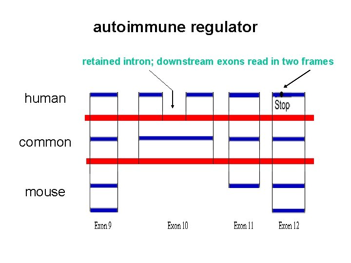 autoimmune regulator retained intron; downstream exons read in two frames human common mouse 