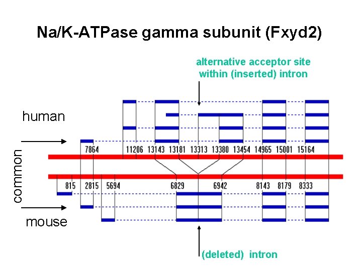 Na/K-ATPase gamma subunit (Fxyd 2) alternative acceptor site within (inserted) intron common human mouse