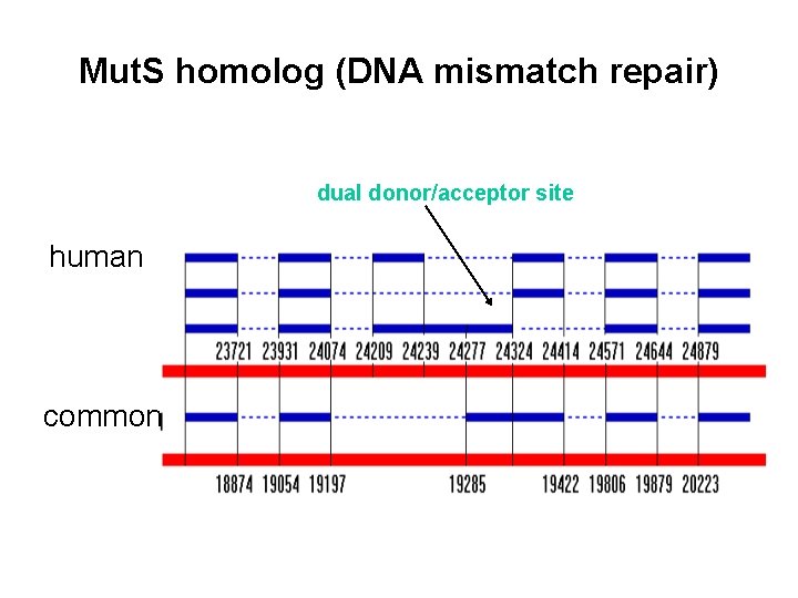 Mut. S homolog (DNA mismatch repair) dual donor/acceptor site human common 