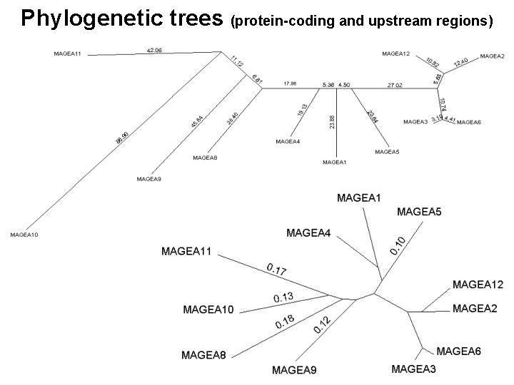 Phylogenetic trees (protein-coding and upstream regions) 