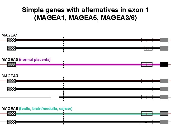 Simple genes with alternatives in exon 1 (MAGEA 1, MAGEA 5, MAGEA 3/6) MAGEA