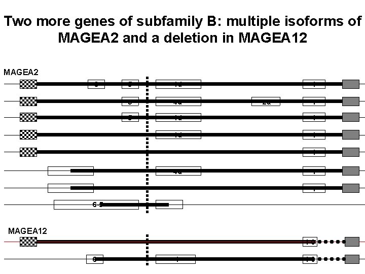 Two more genes of subfamily B: multiple isoforms of MAGEA 2 and a deletion
