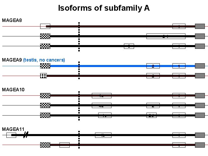 Isoforms of subfamily A MAGEA 8 1 2 -1 3 1 MAGEA 9 (testis,