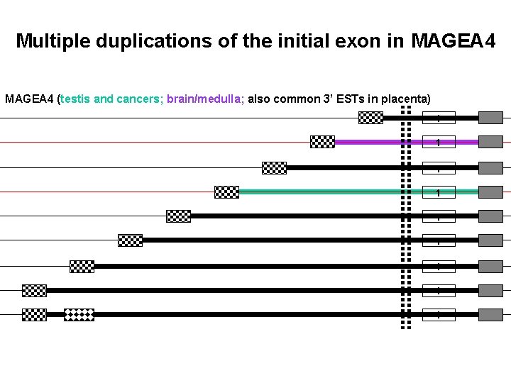 Multiple duplications of the initial exon in MAGEA 4 (testis and cancers; brain/medulla; also
