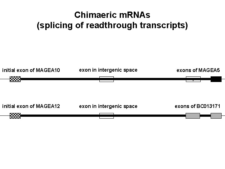 Chimaeric m. RNAs (splicing of readthrough transcripts) initial exon of MAGEA 10 exon in