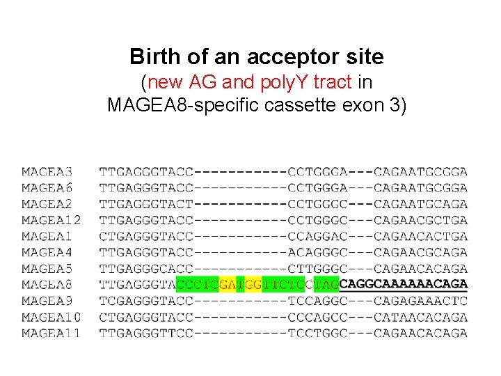 Birth of an acceptor site (new AG and poly. Y tract in MAGEA 8