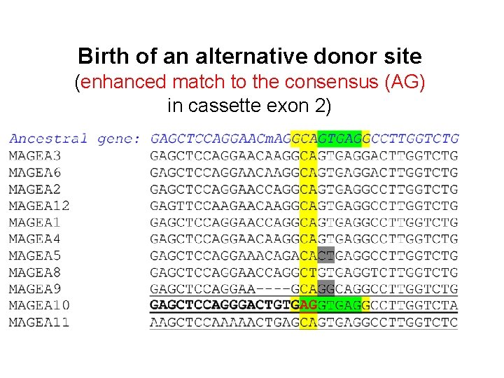 Birth of an alternative donor site (enhanced match to the consensus (AG) in cassette