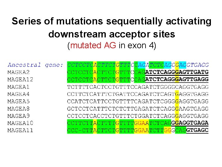 Series of mutations sequentially activating downstream acceptor sites (mutated AG in exon 4) 